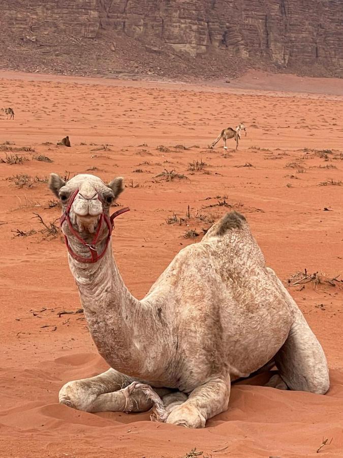 Wadi Rum Trip Esterno foto